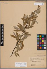 Foto von Salix daphnoides Vill. x Salix eleagnos Scop.